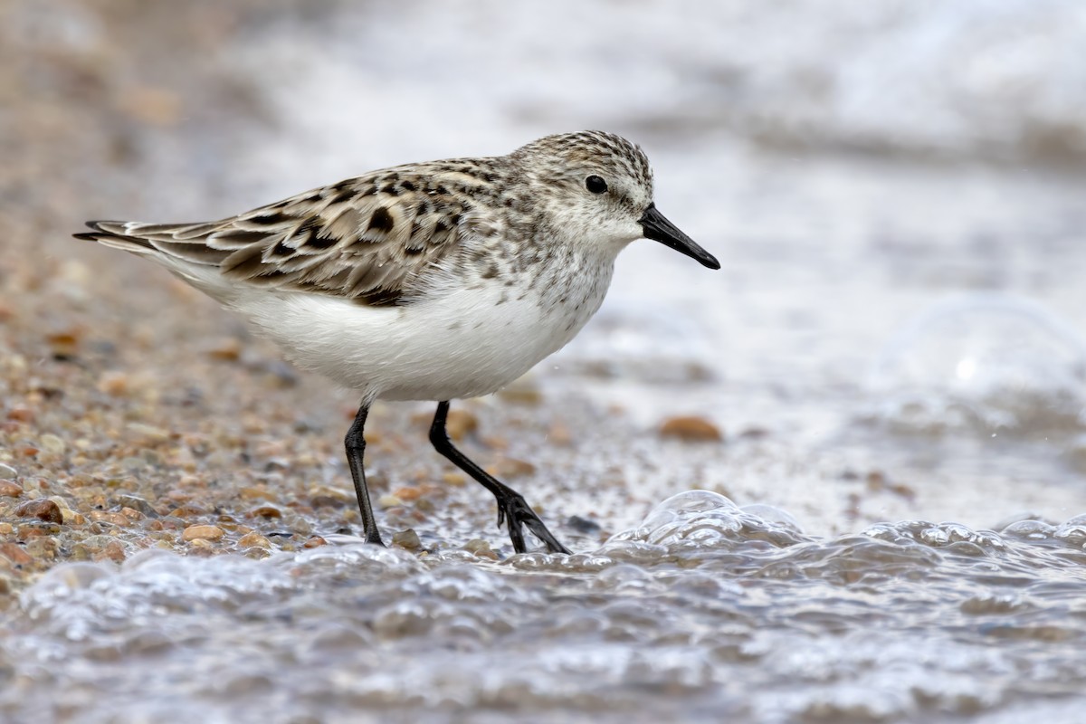 Semipalmated Sandpiper - Tommy Childers