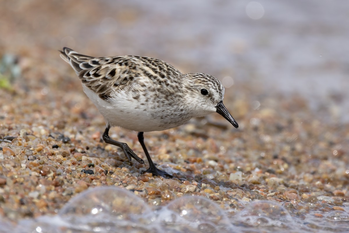 Semipalmated Sandpiper - Tommy Childers