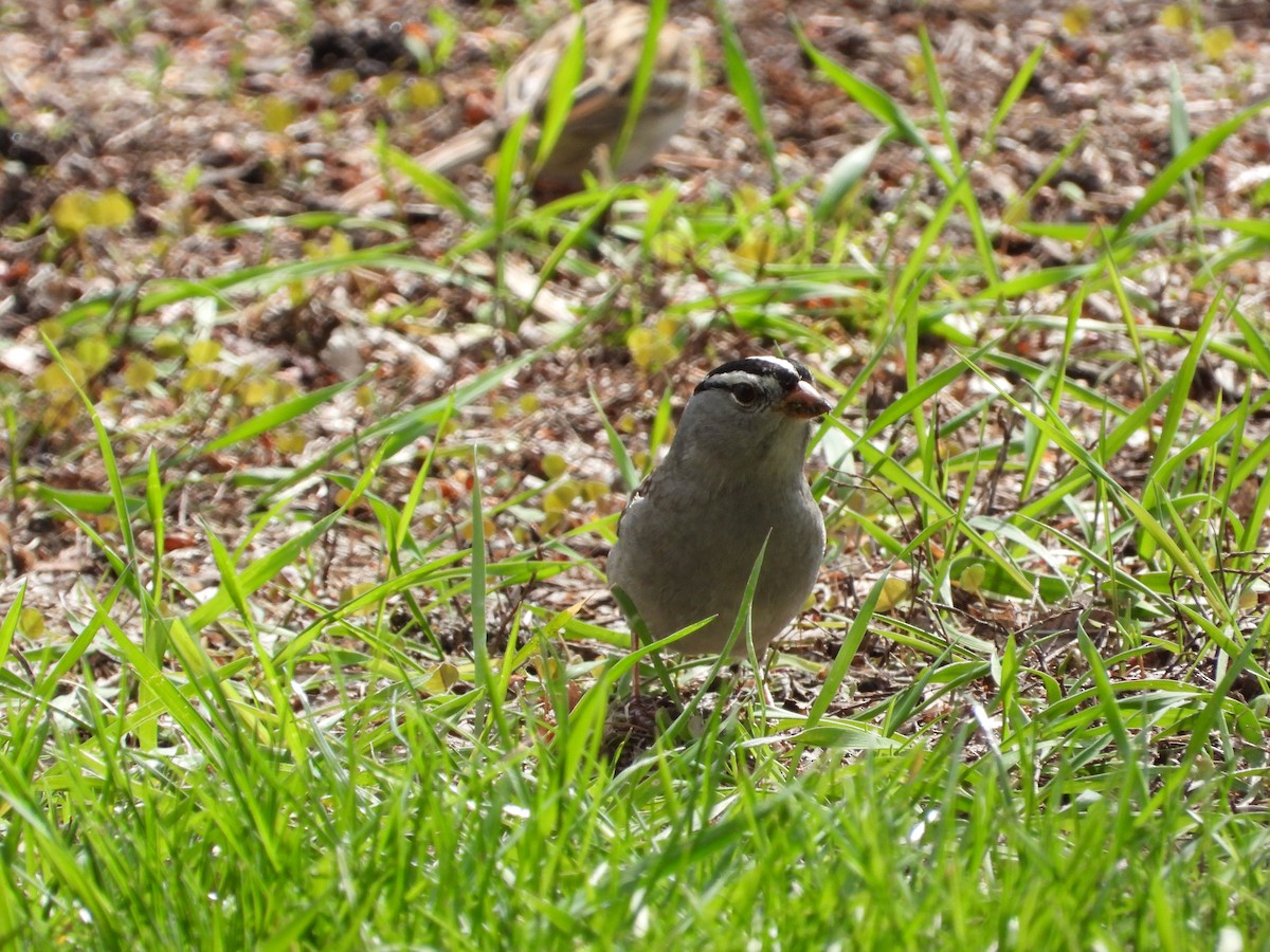 White-crowned Sparrow - ML618987635