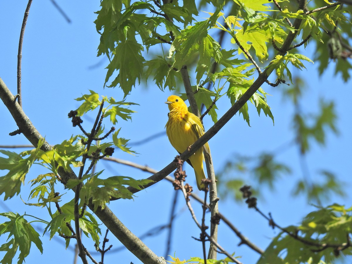 Yellow Warbler - Zain Sirohey