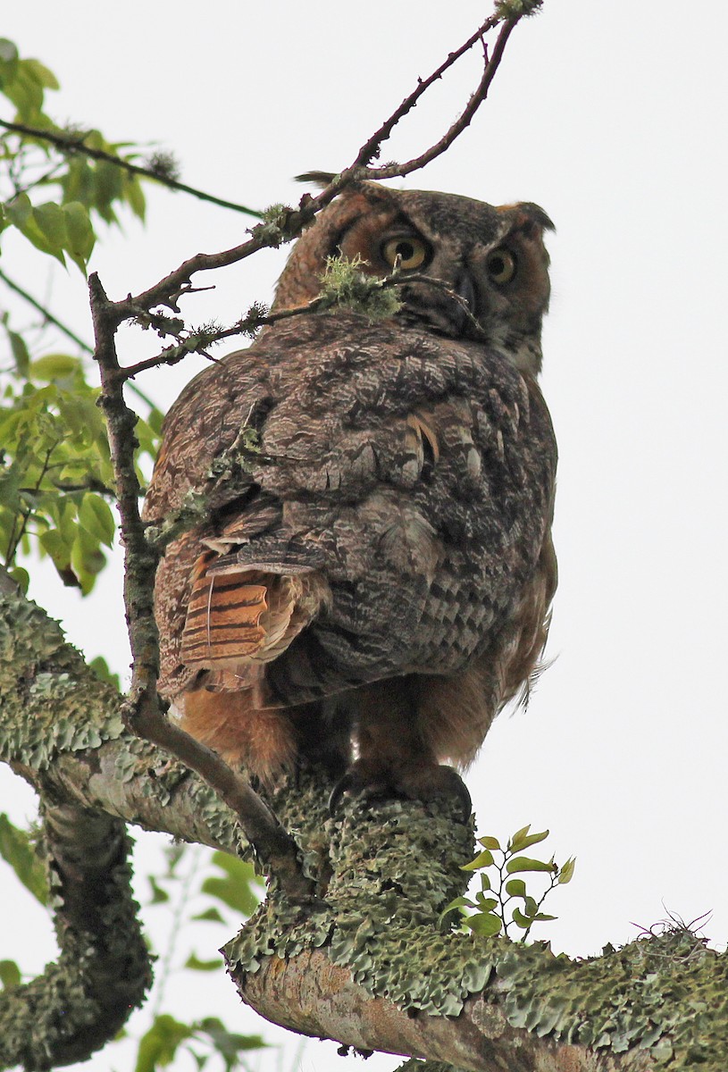 Great Horned Owl - Mike Litak
