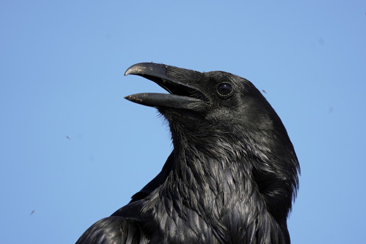 Common Raven - Kenny Frisch
