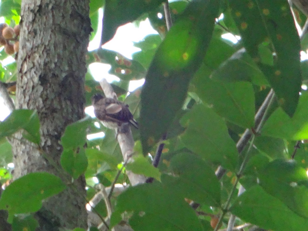 Scaled Piculet - ML618987776