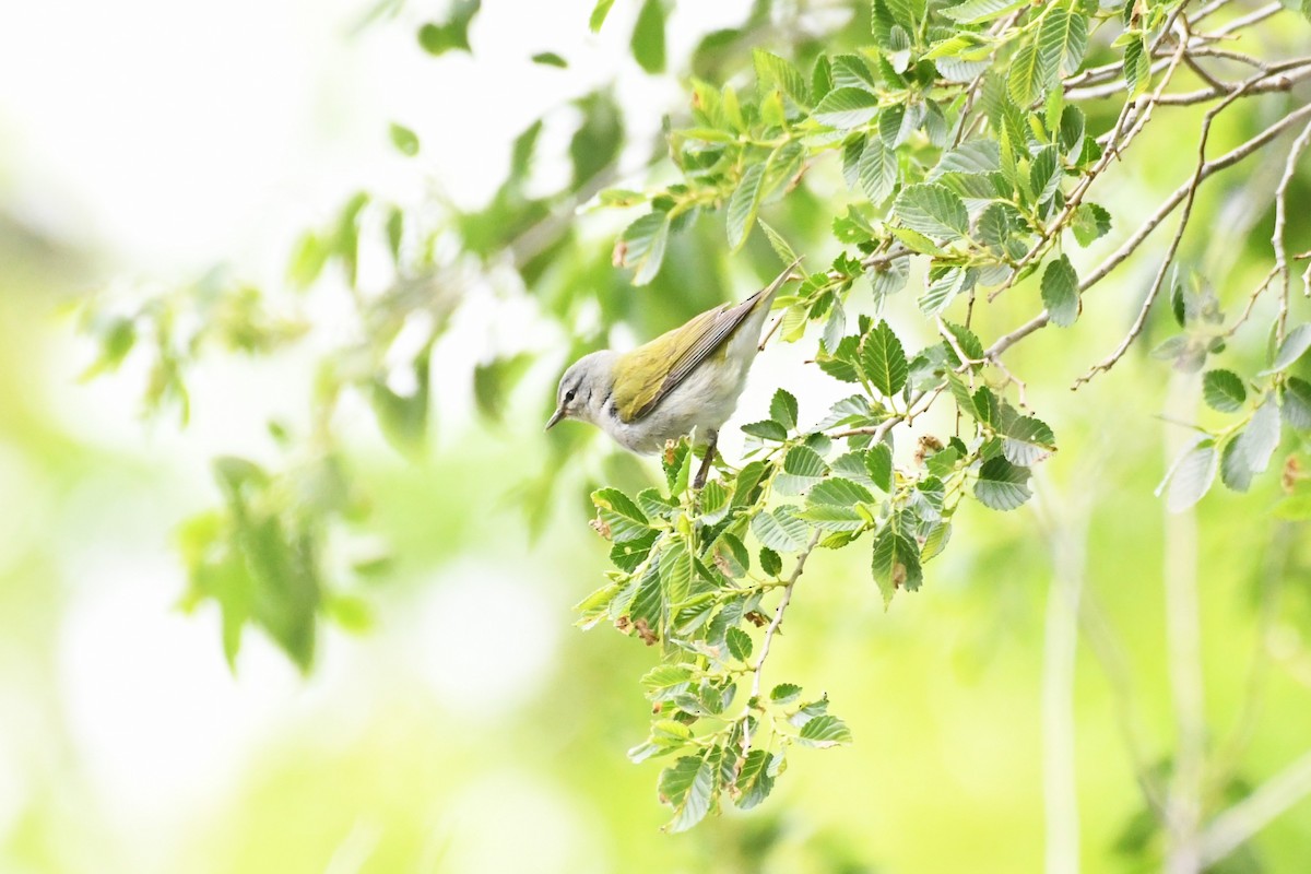 Tennessee Warbler - michelle trotter