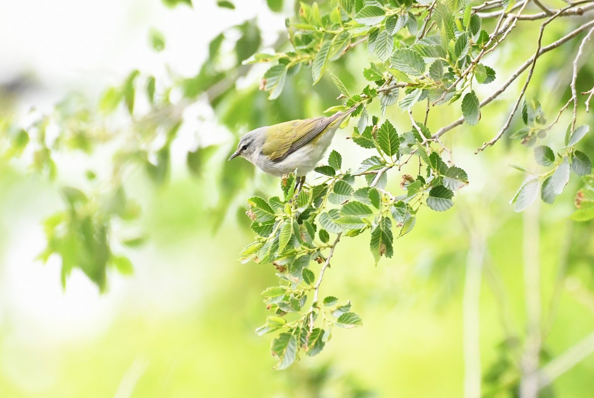 Tennessee Warbler - michelle trotter