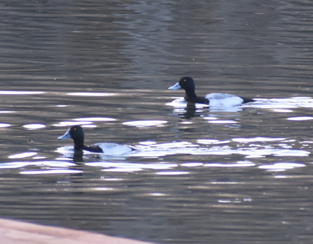 Greater Scaup - ML618987908