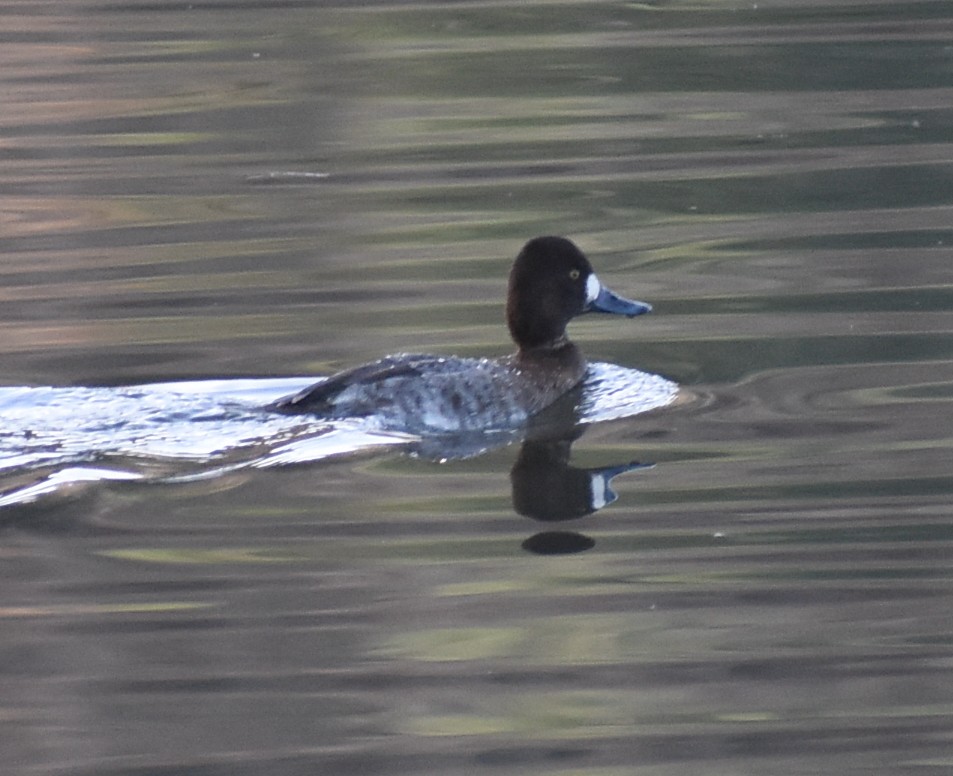 Greater/Lesser Scaup - ML618987912