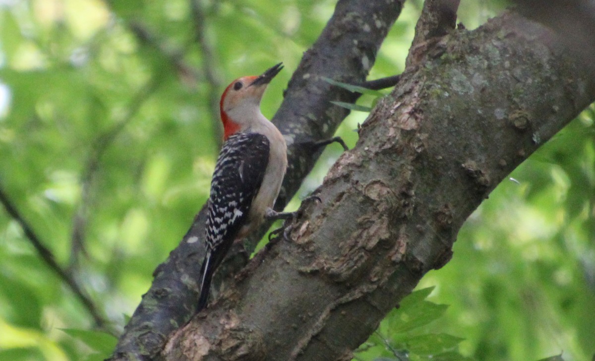 Red-bellied Woodpecker - Carole Swann