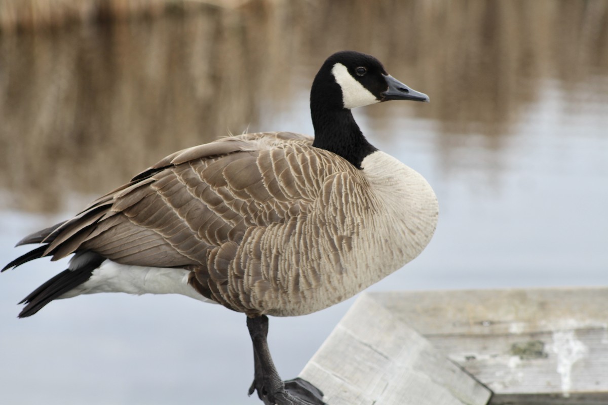 Canada Goose - Anne R.