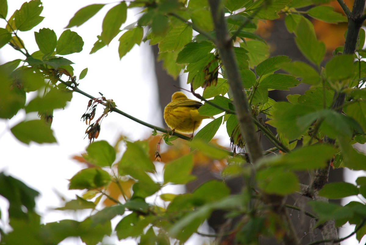 Yellow Warbler - Émile Tousignant