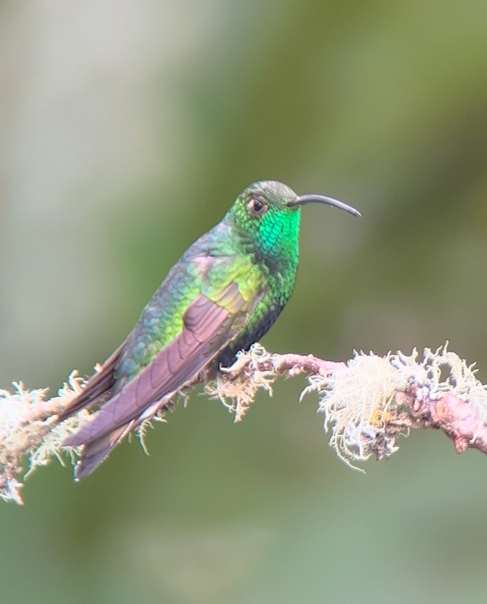 kolibřík aksamitový - ML618988117