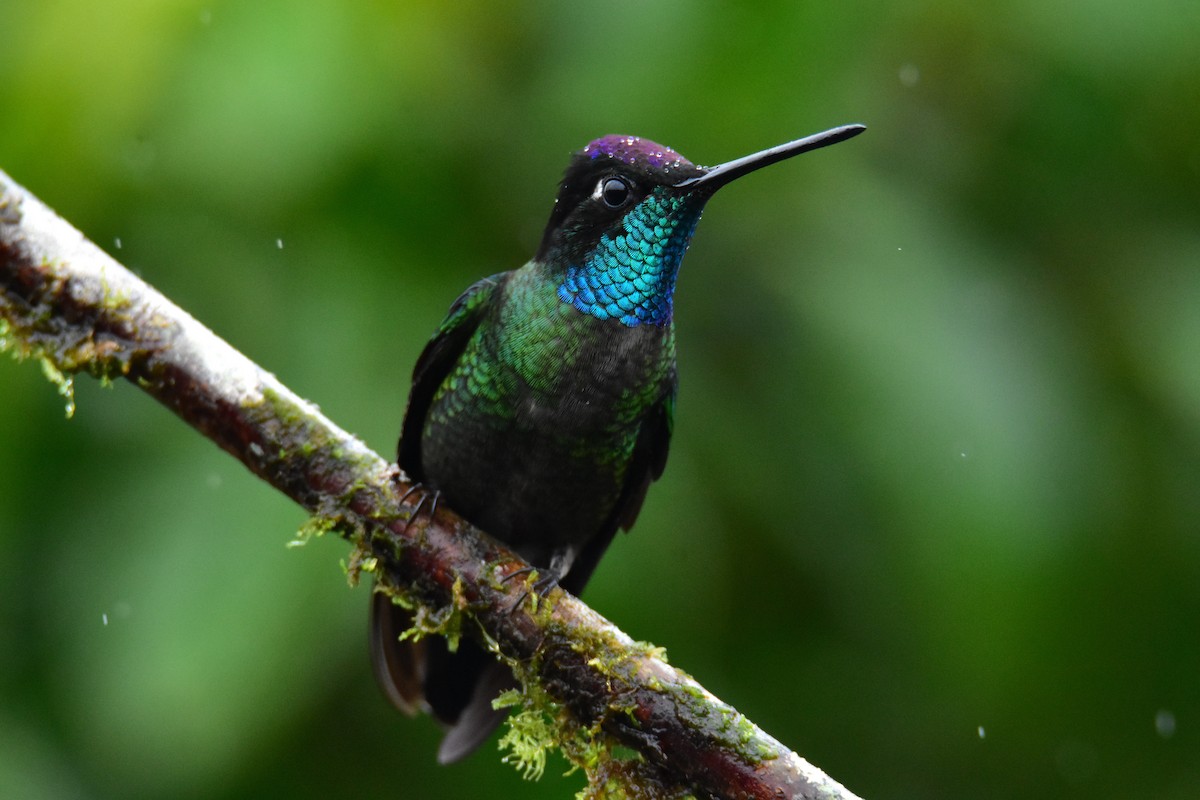 Talamanca Hummingbird - ML618988146