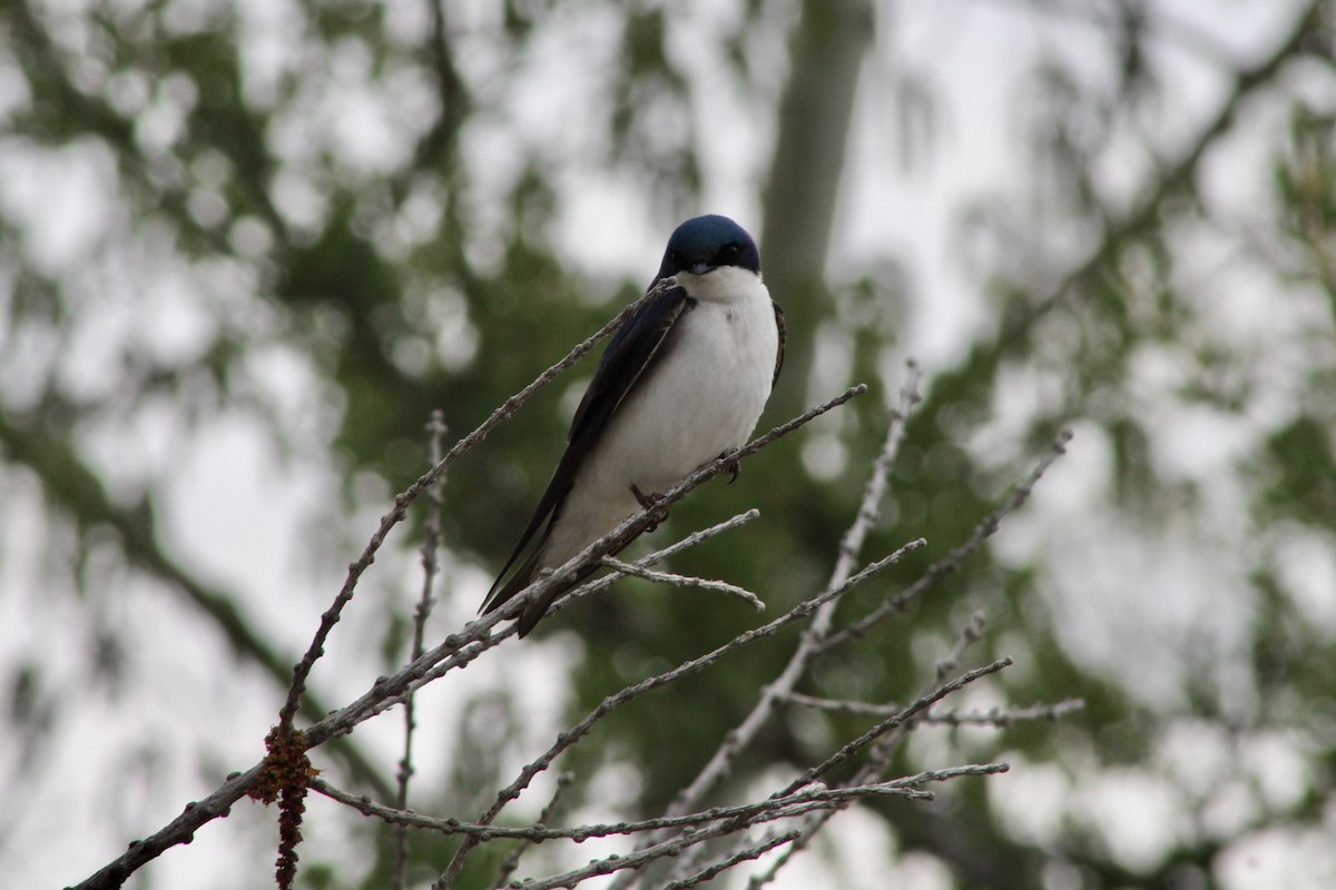 Tree Swallow - Anne R.