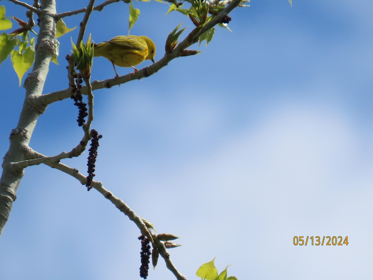 Yellow Warbler - ML618988167