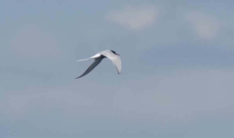 Arctic Tern - ML618988168