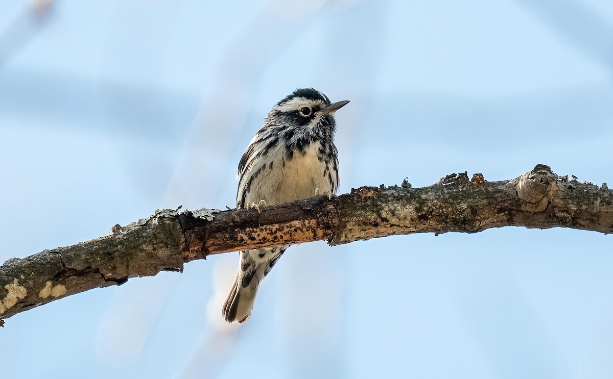 Black-and-white Warbler - ML618988170