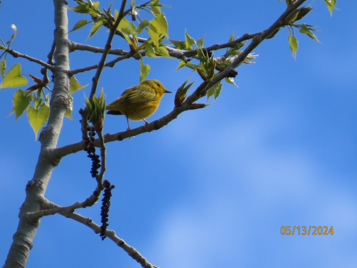 Yellow Warbler - ML618988179