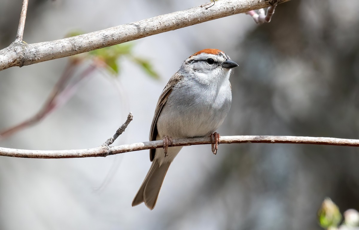 Chipping Sparrow - ML618988207