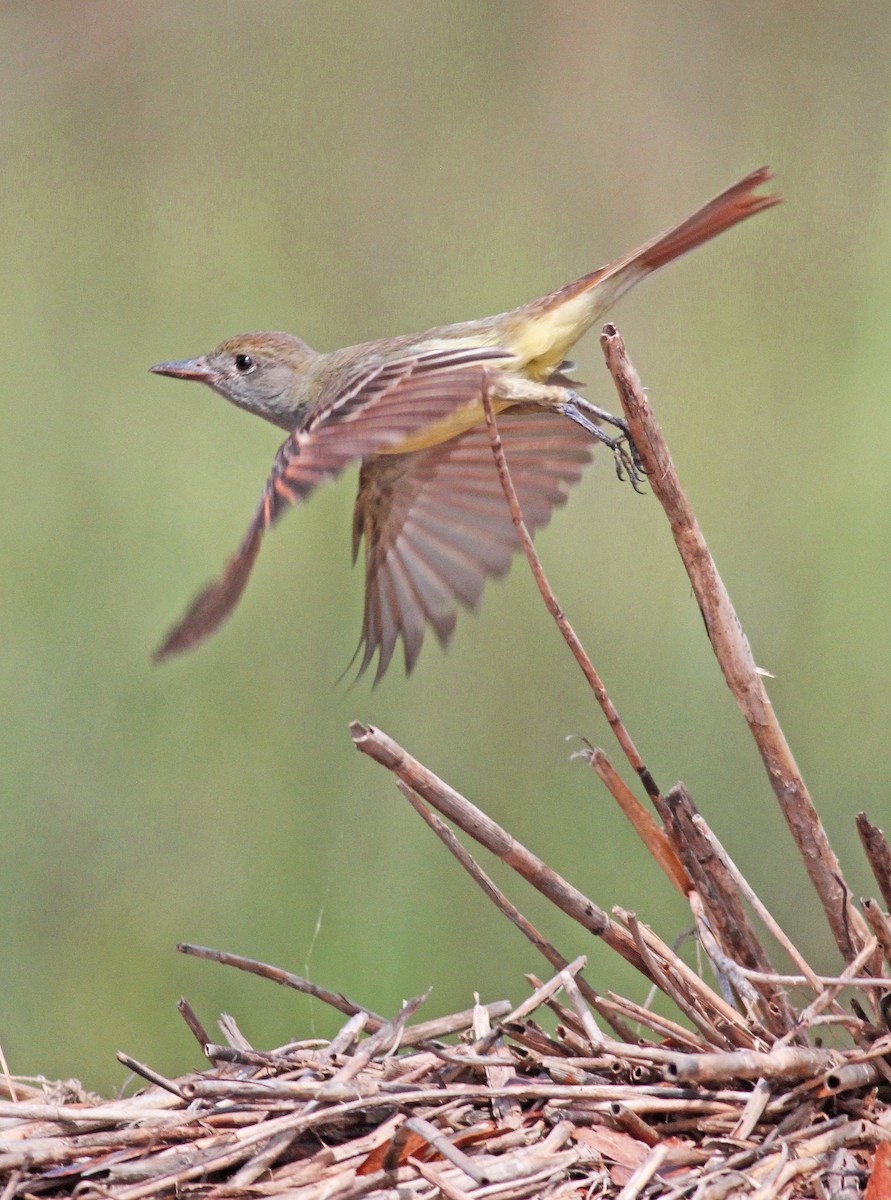 Great Crested Flycatcher - Mike Litak
