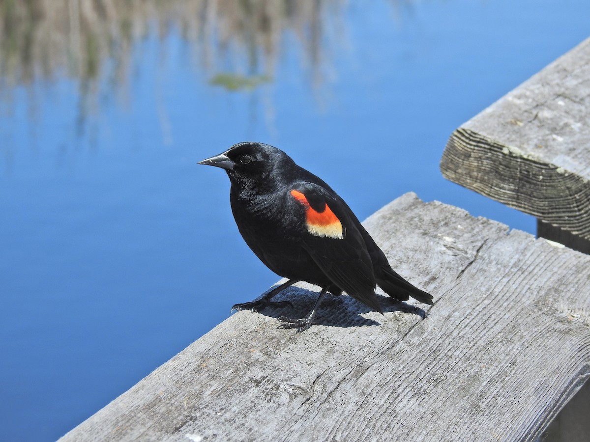Red-winged Blackbird - Zain Sirohey
