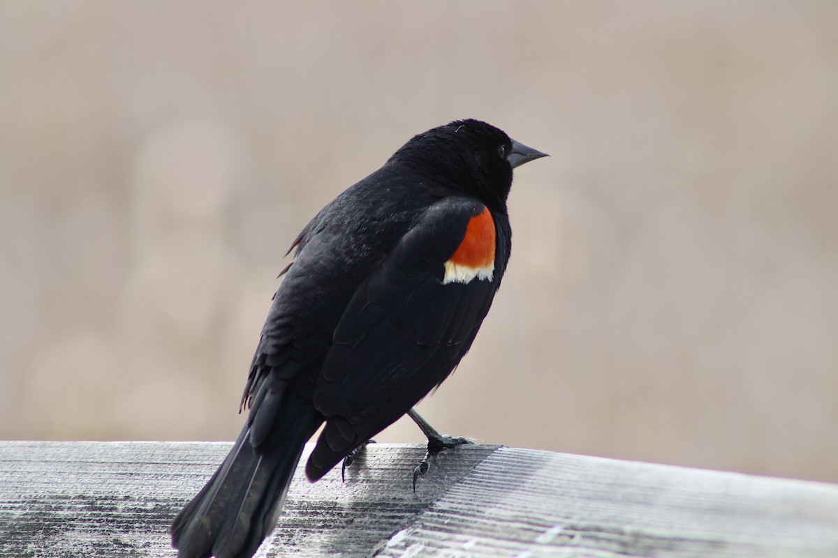 Red-winged Blackbird (Red-winged) - ML618988222