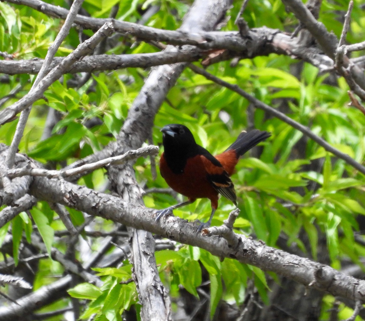 Orchard Oriole - ML618988245