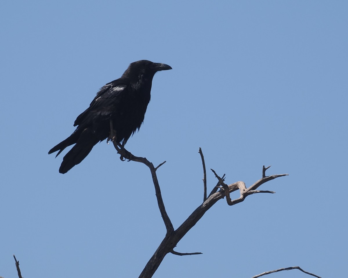 Common Raven - Bob Foehring