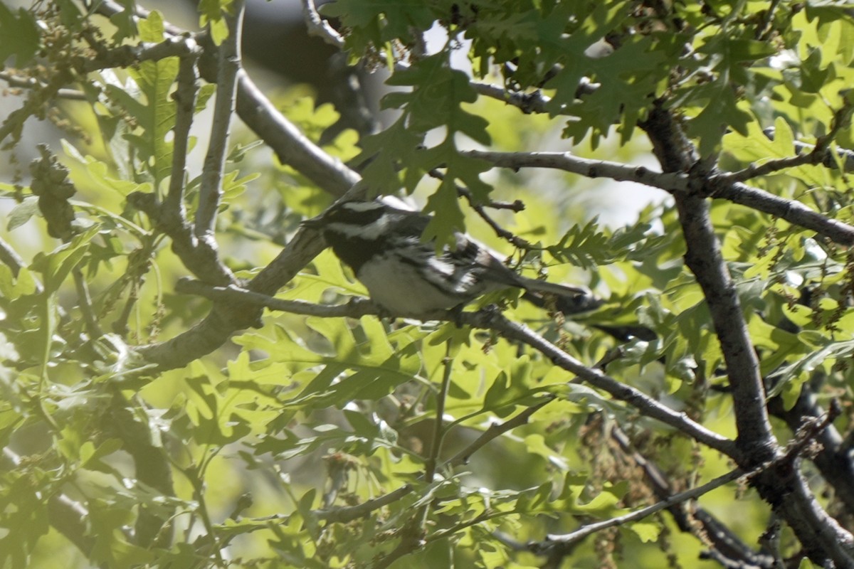 Black-throated Gray Warbler - Kenny Frisch