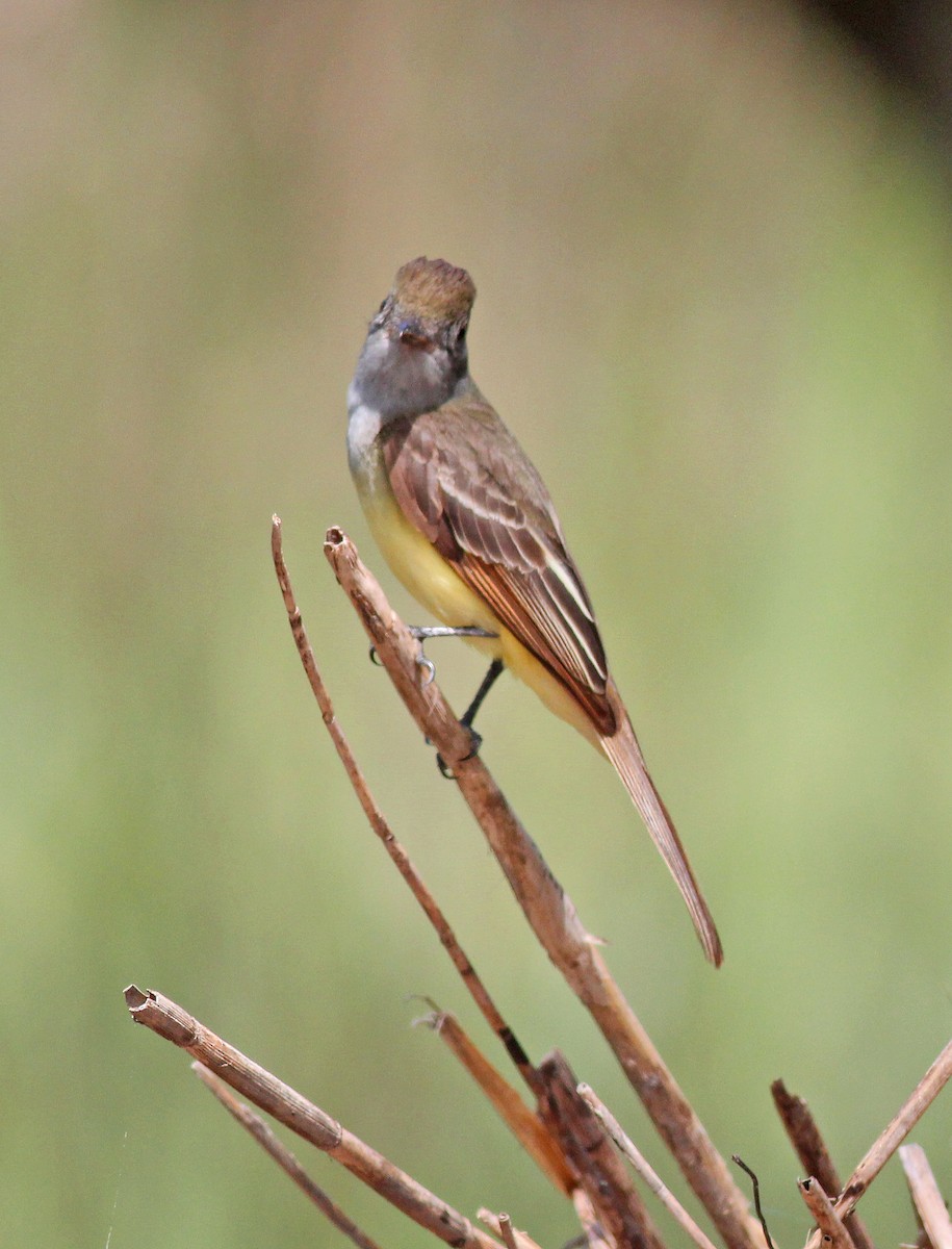 Great Crested Flycatcher - ML618988328