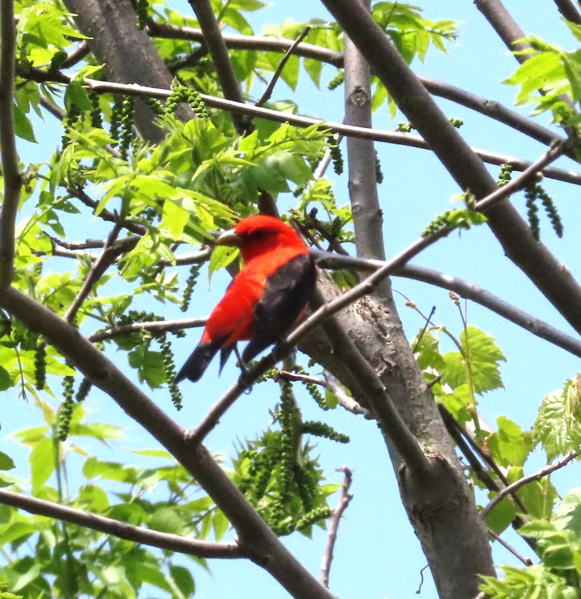 Scarlet Tanager - ML618988330