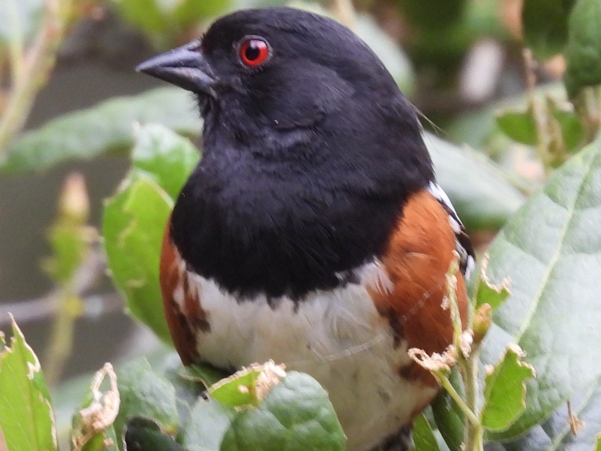 Spotted Towhee - ML618988369