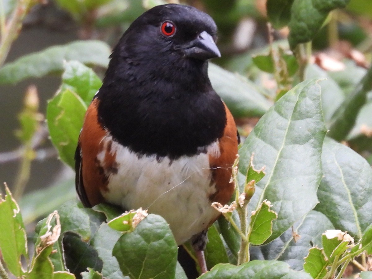 Spotted Towhee - ML618988370