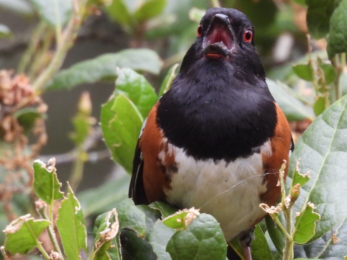Spotted Towhee - ML618988371