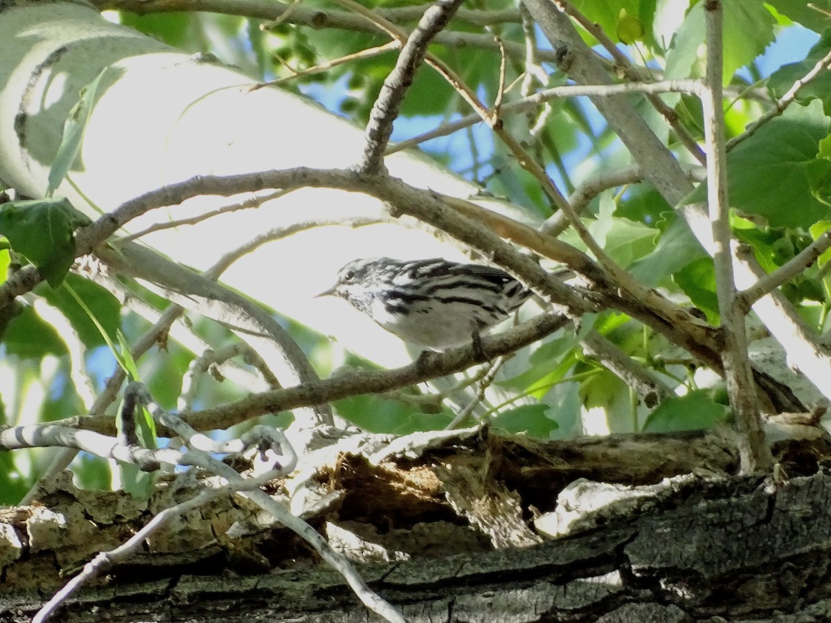 Black-and-white Warbler - ML618988385