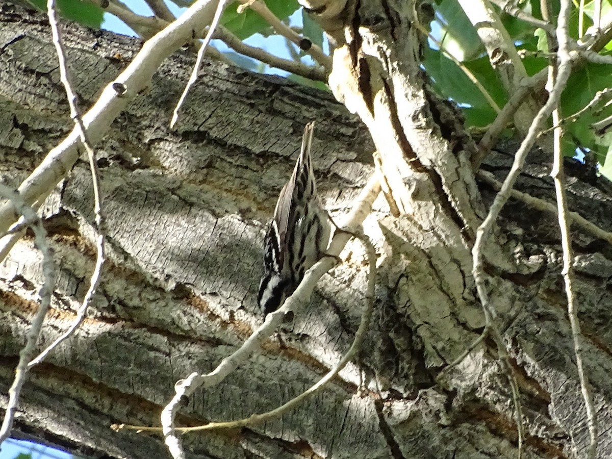 Black-and-white Warbler - ML618988431