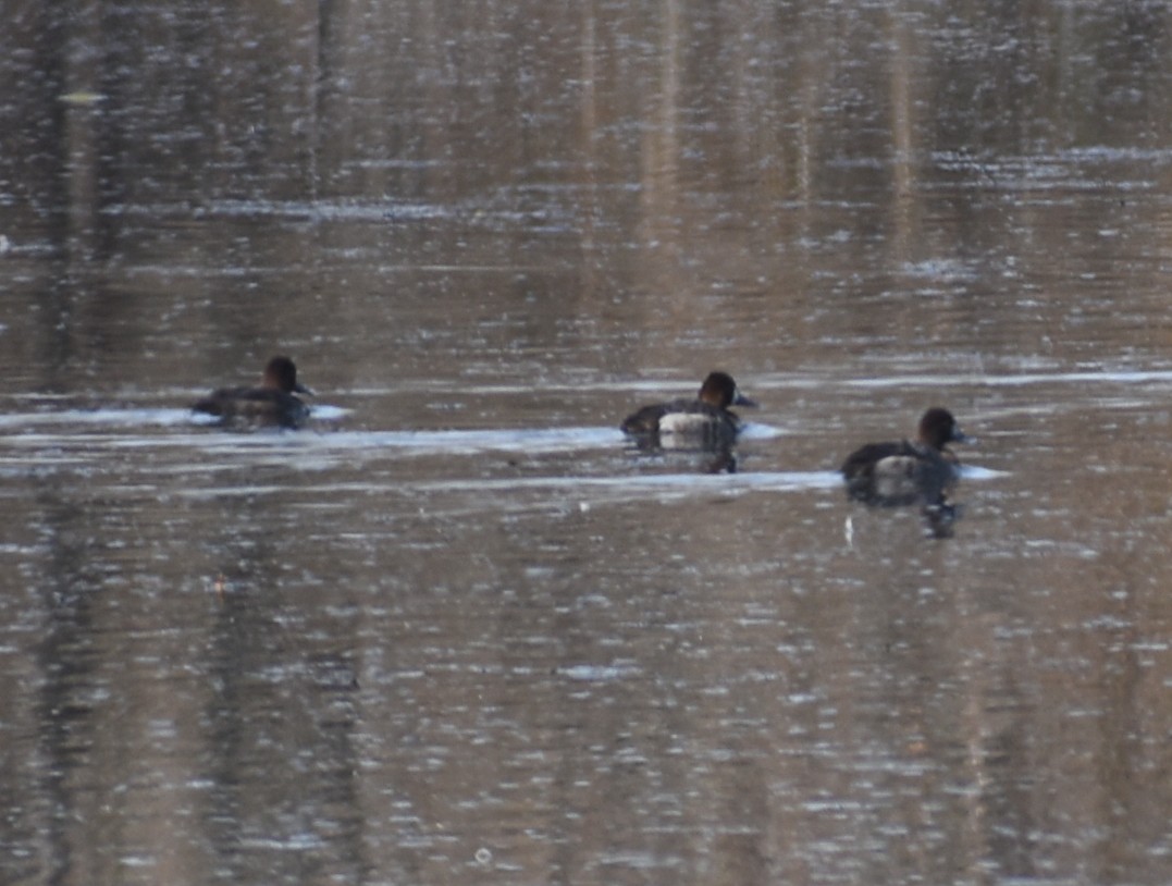 Greater/Lesser Scaup - ML618988452