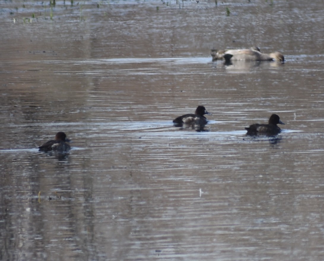 Greater/Lesser Scaup - M. Rogers