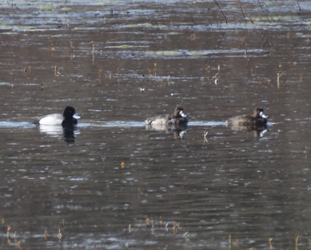 Greater/Lesser Scaup - ML618988456