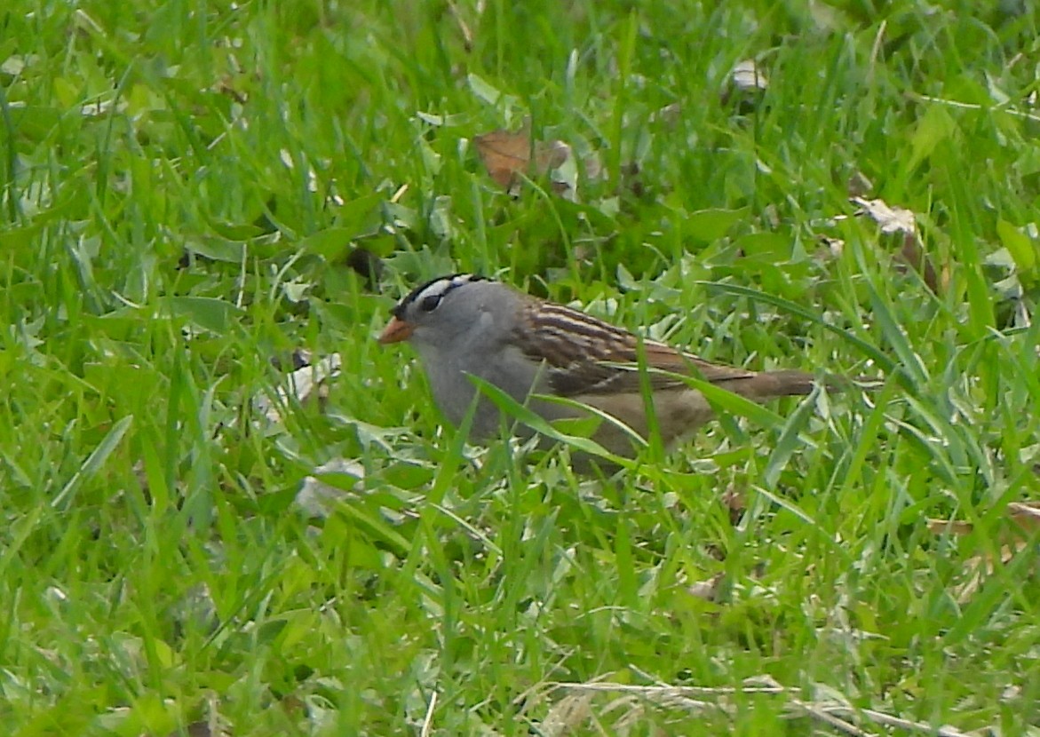 White-crowned Sparrow - ML618988493