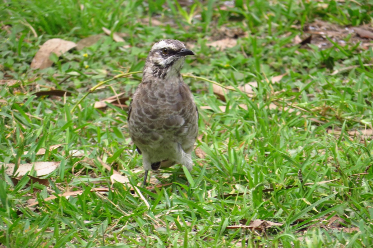 Long-tailed Mockingbird - ML618988529