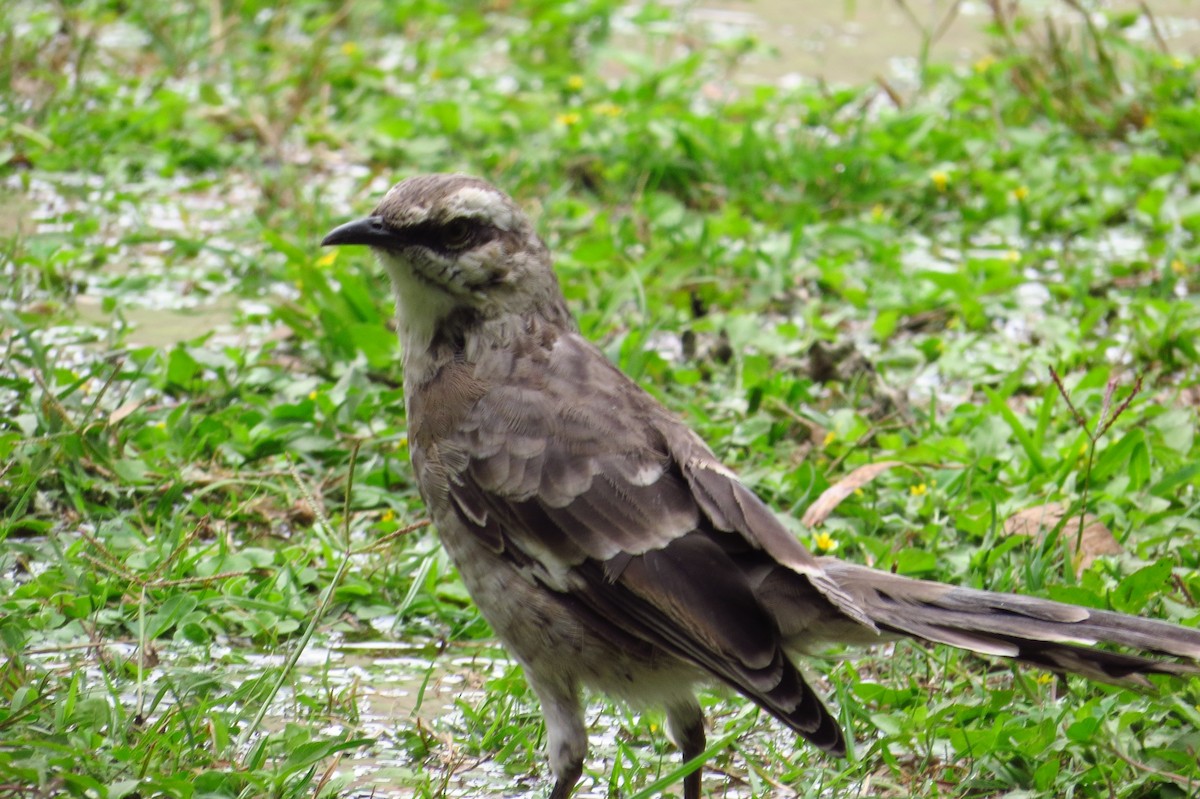 Long-tailed Mockingbird - ML618988543