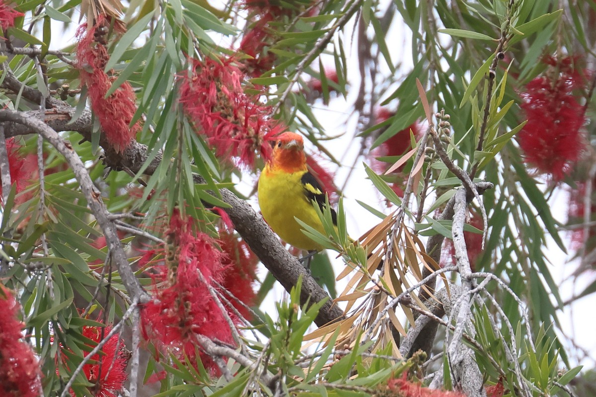 Western Tanager - ML618988556