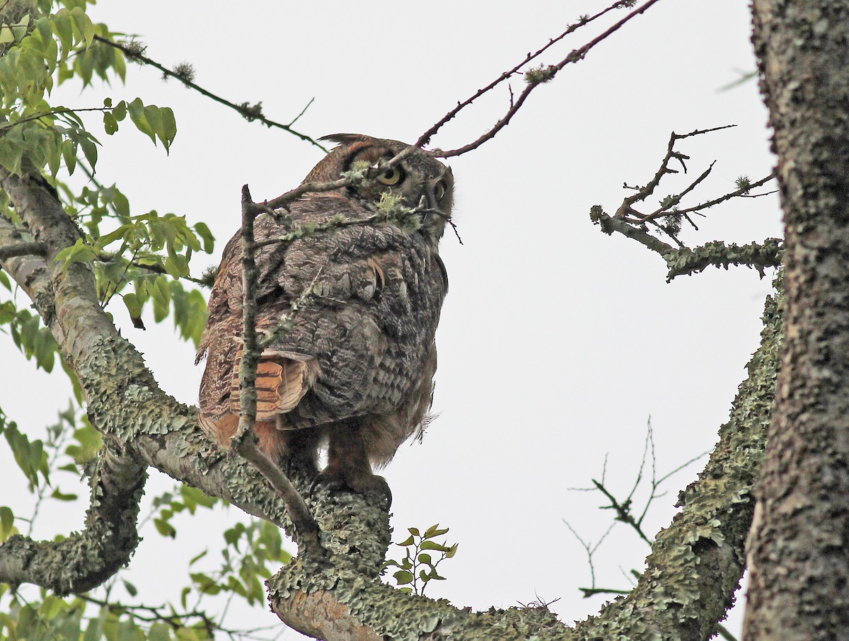 Great Horned Owl - ML618988566