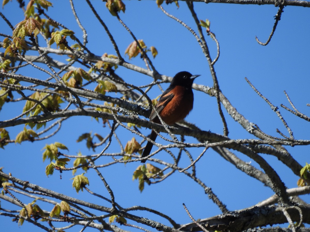 Orchard Oriole - ML618988587