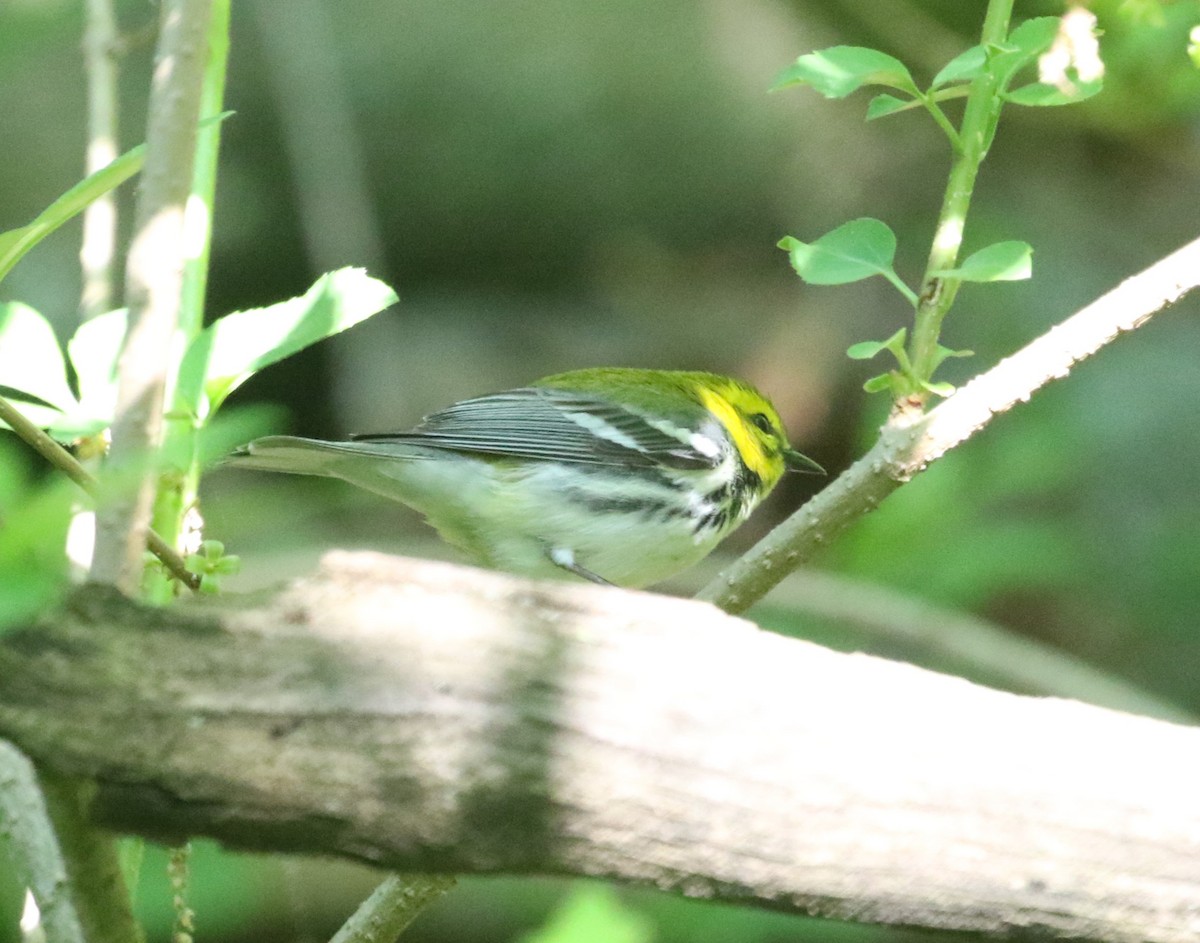 Black-throated Green Warbler - ML618988595