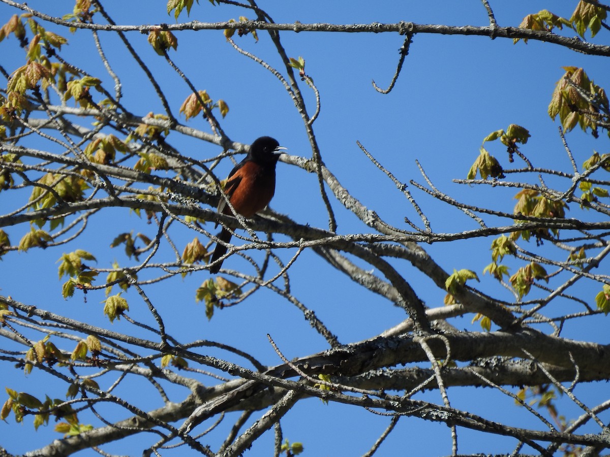 Orchard Oriole - ML618988600