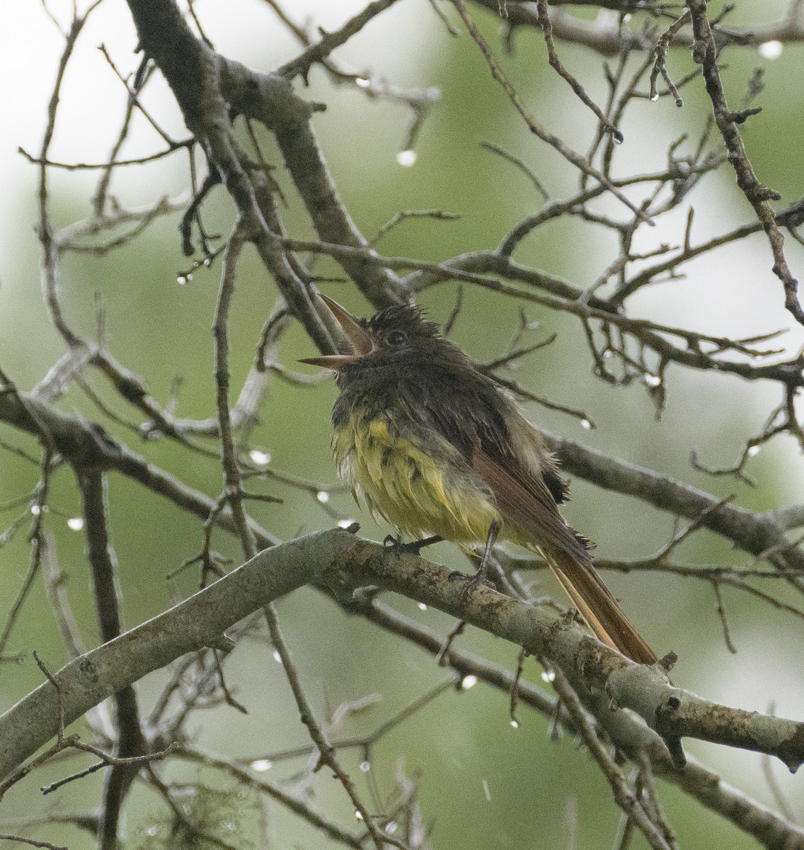 Great Crested Flycatcher - ML618988627