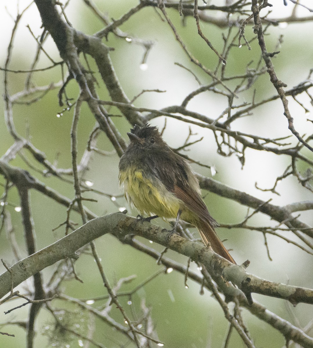 Great Crested Flycatcher - ML618988628