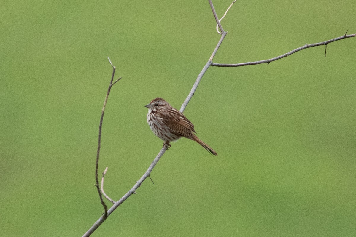 Song Sparrow - Kate Reed