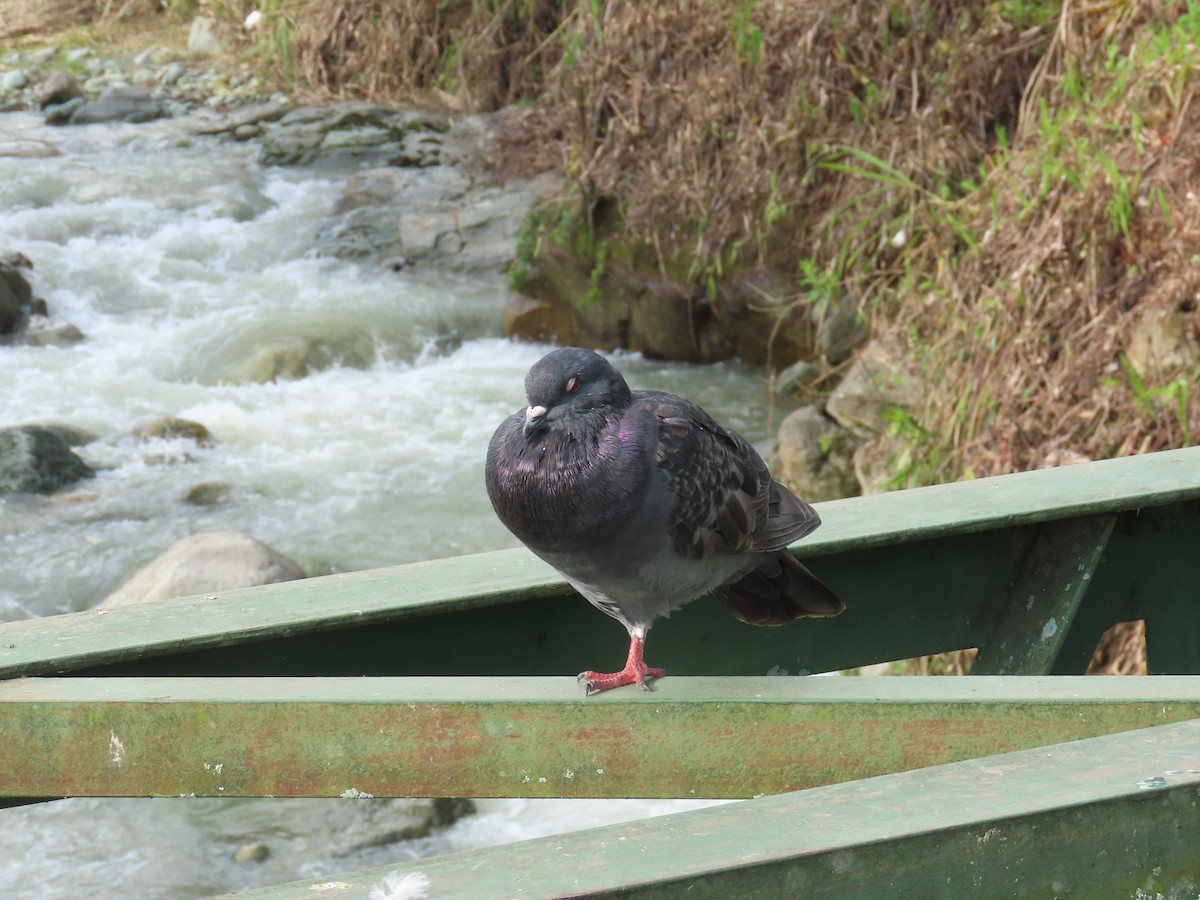 Rock Pigeon (Feral Pigeon) - ML618988631